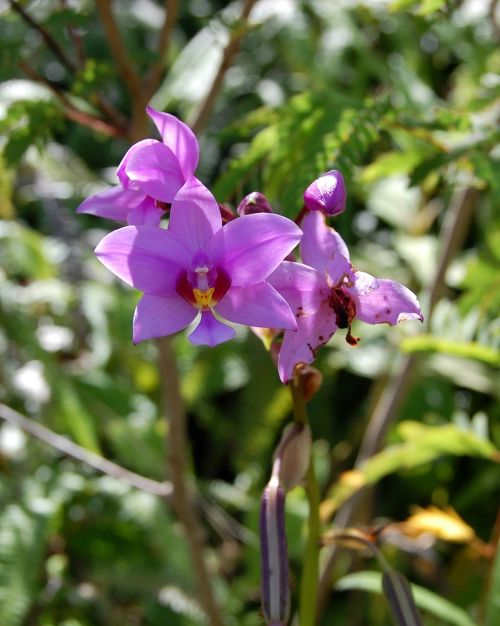 flower garden nature