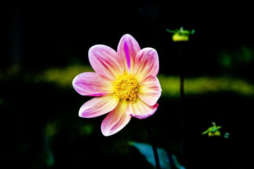 blossom bloom plant