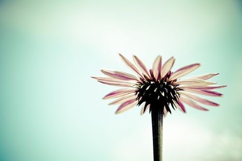 blossom bloom gerbera