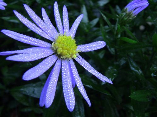 flower purple nature