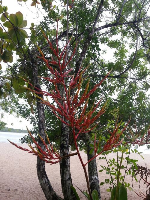 flower beach nature