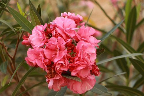 flower rosa plant