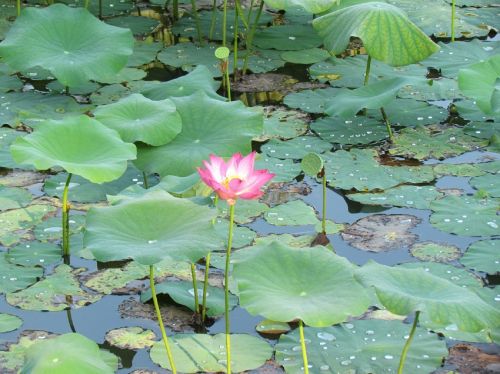 flower lake nature