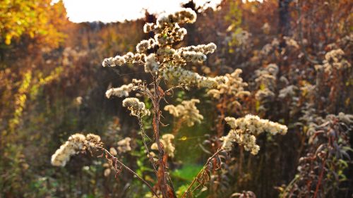 flower autumn light