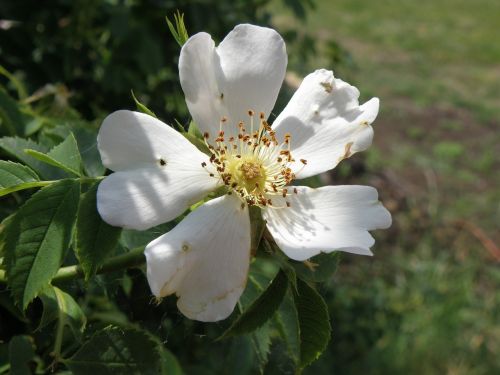 flower hip white