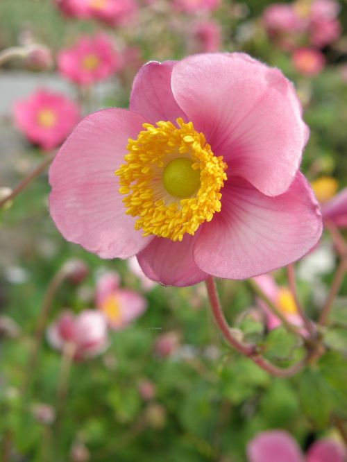 flower pink detail