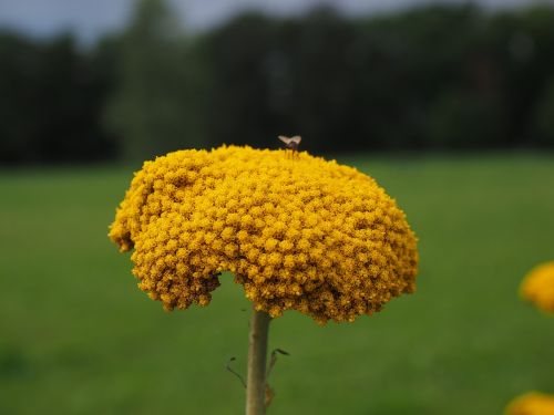 flower yellow yarrow