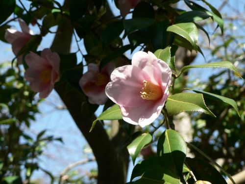 flower tree pink