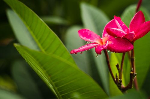 flower water droplets color