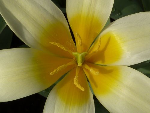 flower tulip yellow