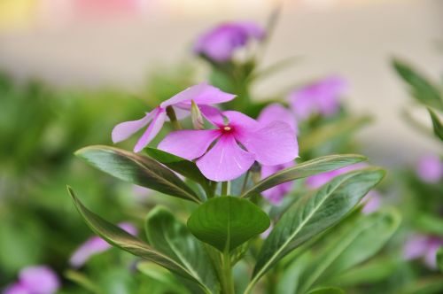 flower plant close-up