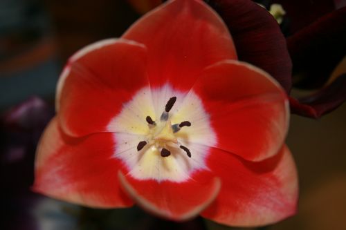 flower red nature