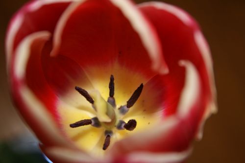 flower red blossom