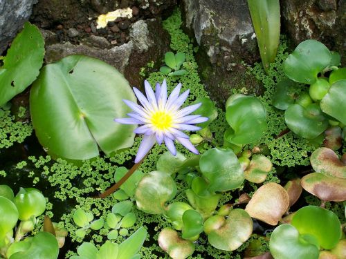 flower water aquatic plant