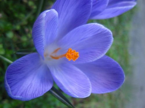 flower crocus spring