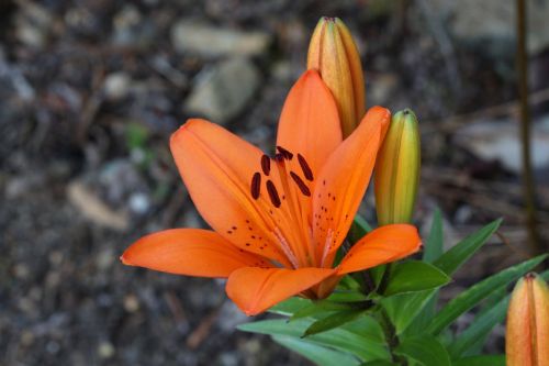 flower plant orange