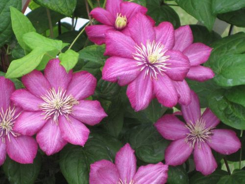 flower green fuschia