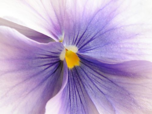 flower violet macro