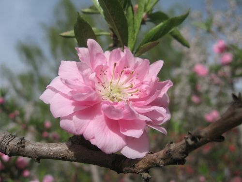 flower pink nature