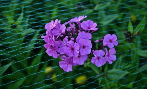 flower lilac floral