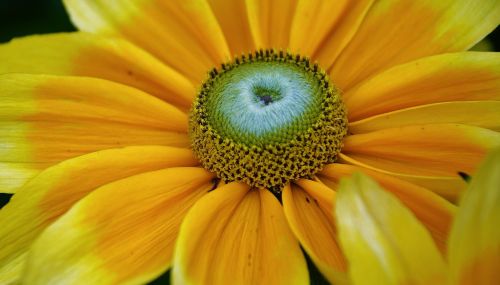 flower yellow nature