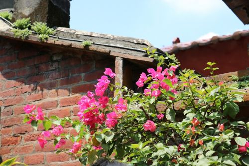 flower wall plant