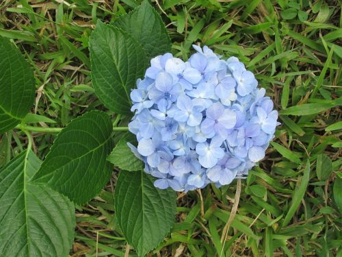 flower blue garden