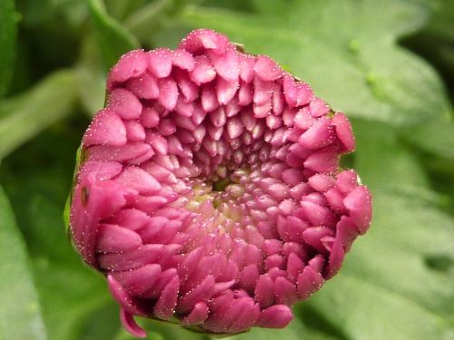 flower chrysanthemum pink