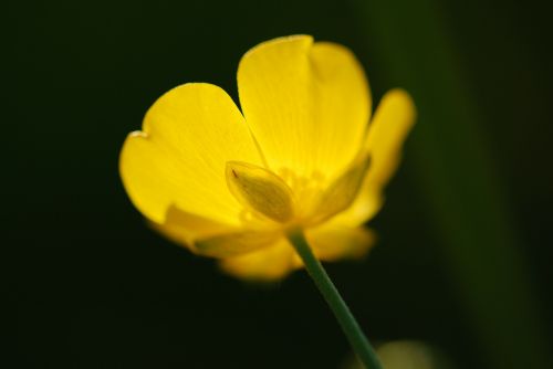 blossom bloom flower