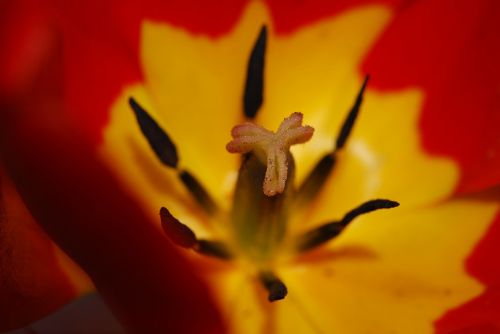 flower tulip red