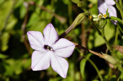 flower white purple