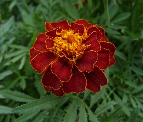flower french marigold growing