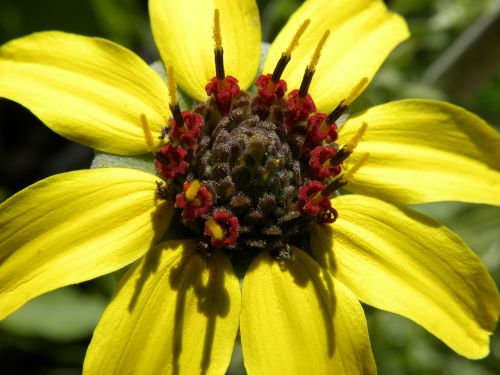 flower yellow nature