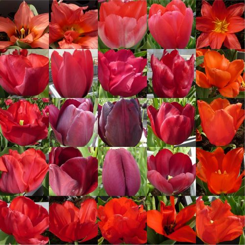 flower tulip red