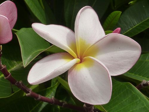 flower white frangipani