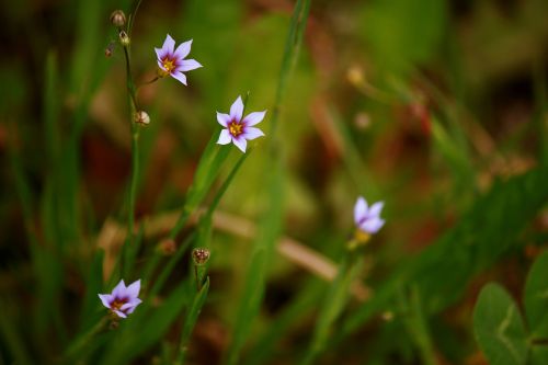 flower wild wild flower