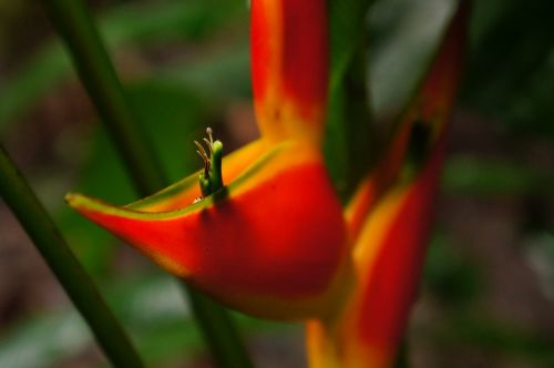 flower plant greens