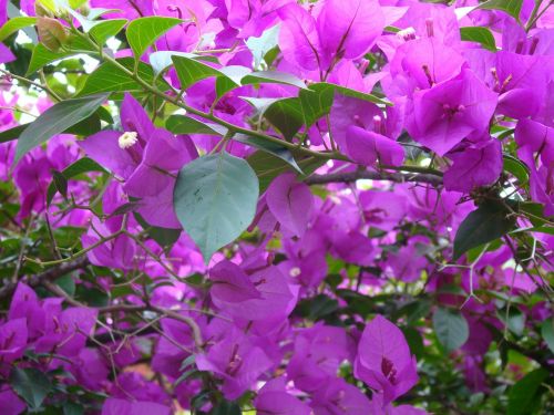 flower color leaves