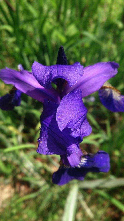 flower plants macro