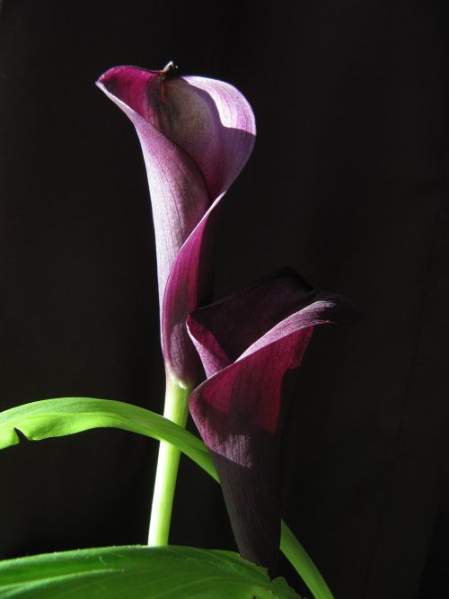 flower calla violet