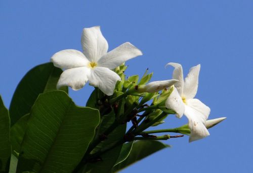 flower white sea mango