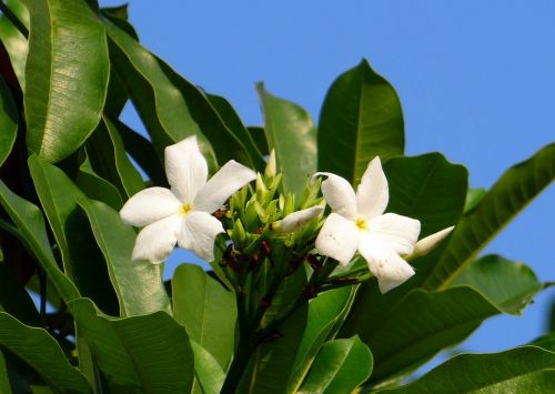 flower white sea mango