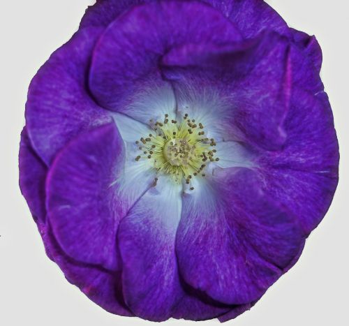 flower macro purple