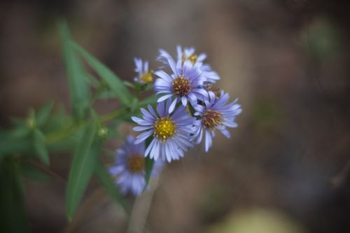 flower closeup macro