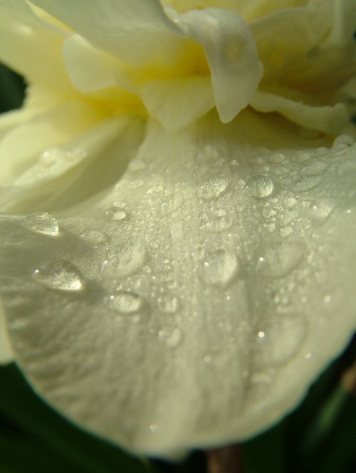 flower water drops