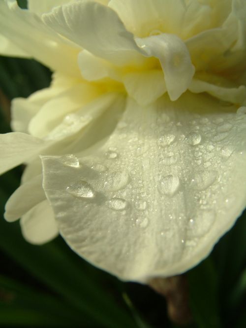 flower water drops