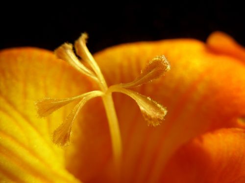 flower macro freesia