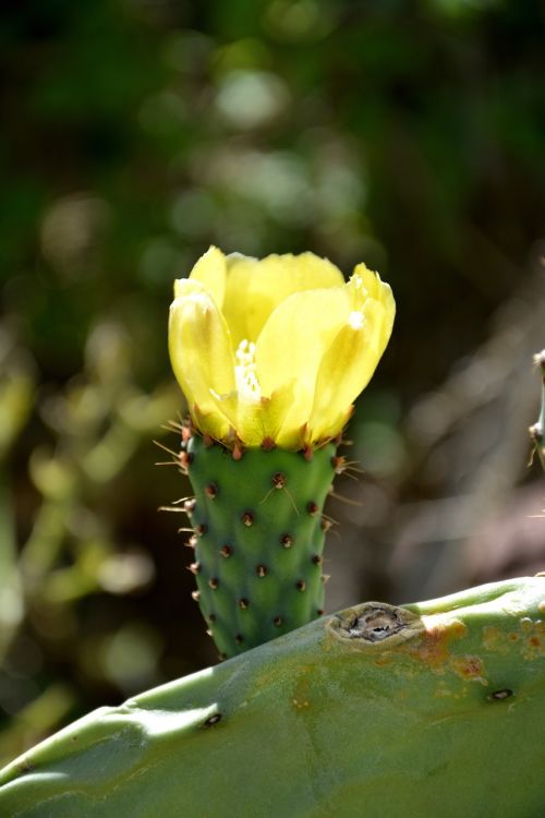 flower cactus flower cacti