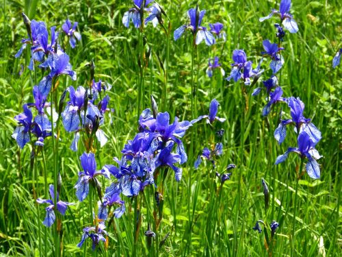 flower iris blue