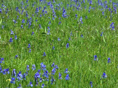 flower flower meadow iris